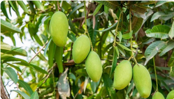 Alphonso Mango Plant1