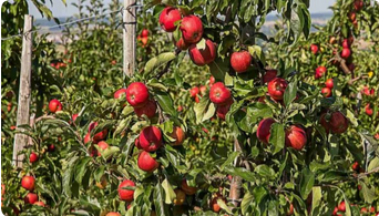 Apple Plant