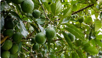 Avocado Plant