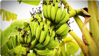 Banana Tissue Culture Plant