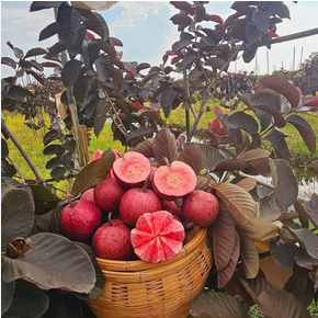 Black daiment guava plant