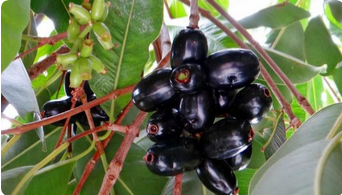 Black jamun Plant