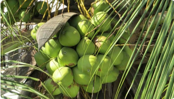 Coconut Plant