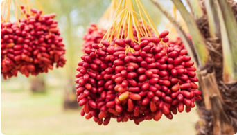 Dates Palm Plant