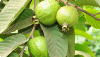 Guava Plants