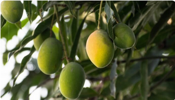 Hybrid Mango Fruit Plant