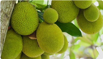 Jackfruit Plant