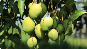 Kesar Mango Plant1