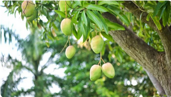 Mango Plants