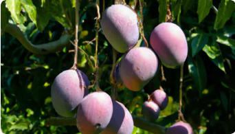 Miyazaki mangoe plant