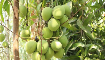 Ramkela Mango Plant