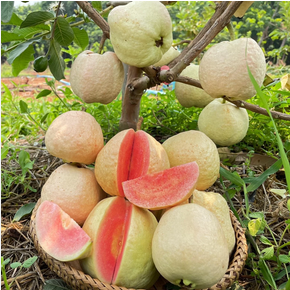 Red Diamond Guava Plant