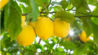 Sweet Lemon Plants