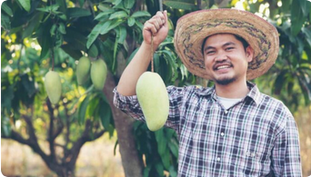 Thai Banana Mango Plant1