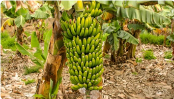 Banana Tissue Culture Plant