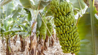 Banana Tissue Culture Plant1