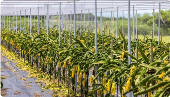 Dragon Fruit Plant 1