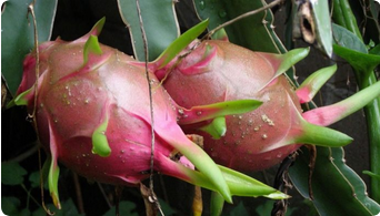Dragon Fruit Plant 2