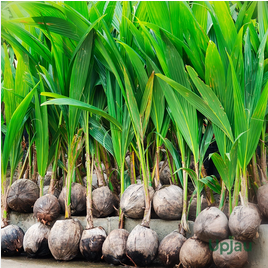 Hybrid Coconut Plant