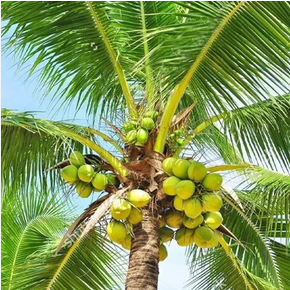 Hybrid Coconut Plant1