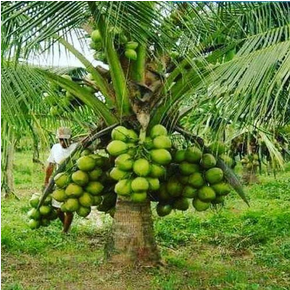Hybrid Coconut Plant2