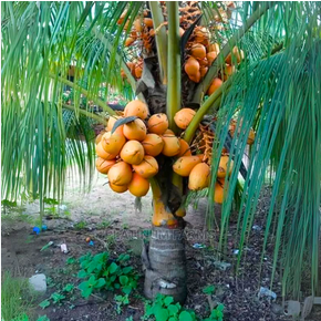 Hybrid Coconut Plant3