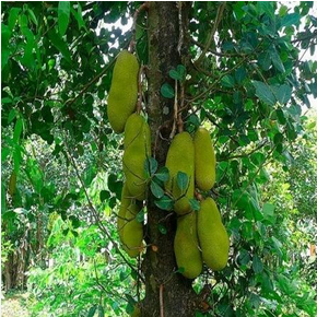 Jackfruit Plant