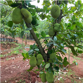 Jackfruit Plant1