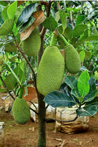 Jackfruit Plant2