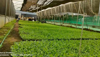 Net Pot Banana Plant