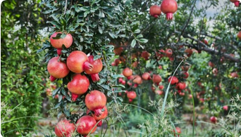 Pomegranate Plant