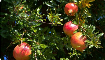 Pomegranate Plant1