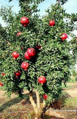 Pomegranate Plants