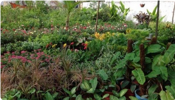 Red Sandalwood Plant