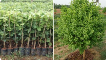 Red Sandalwood Plant2