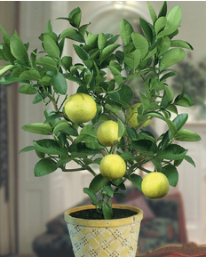 Sweet Lemon Plants1